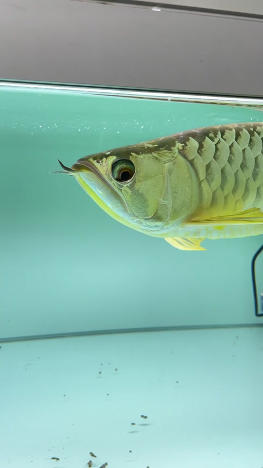 红龙鱼掉眼手术全过程_红龙鱼掉眼手术全过程图解_红龙鱼掉眼了还能