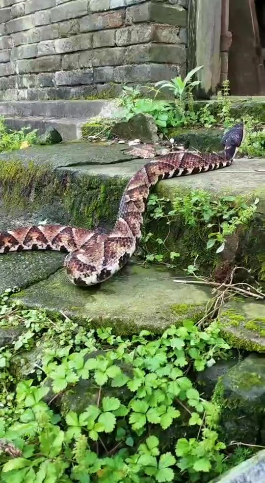 安徽惊现20斤五步蛇 - 抖音