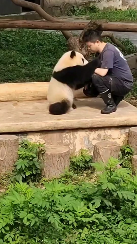 熊猫抱着人的表情包