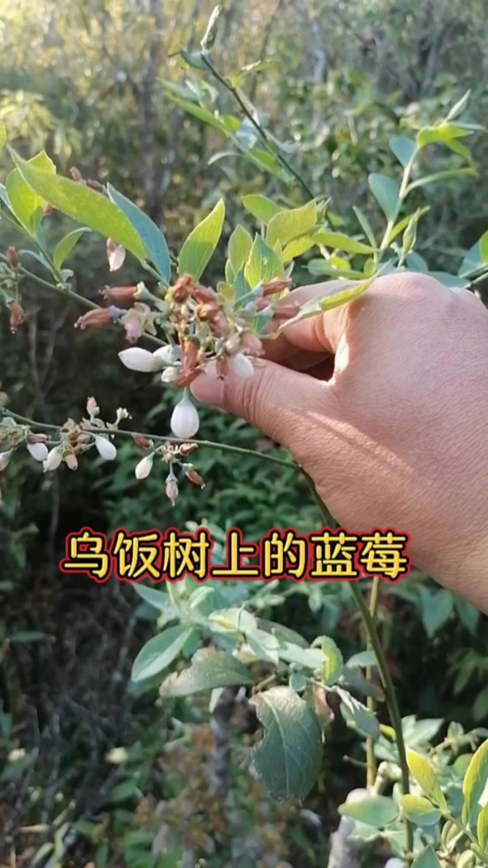 蓝莓嫁接在什么树上 - 抖音