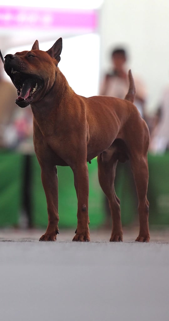 川东猎犬的缺点