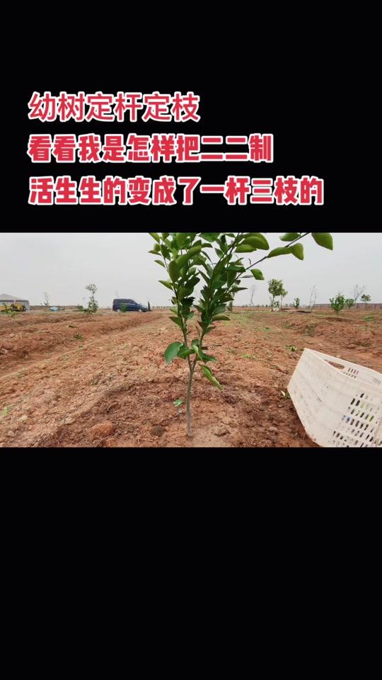 吴老三修剪柑橘一杆三枝_柑橘修剪一杆三枝的运用_柑橘一杆三枝怎么剪