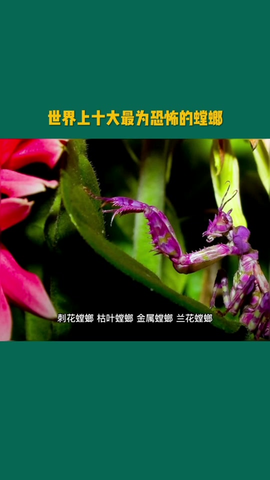 螳螂vs水螳螂_魔花螳螂vs水螳螂_螳螂vs水螳螂vs蜘蛛vs帝王蝎 - 抖音
