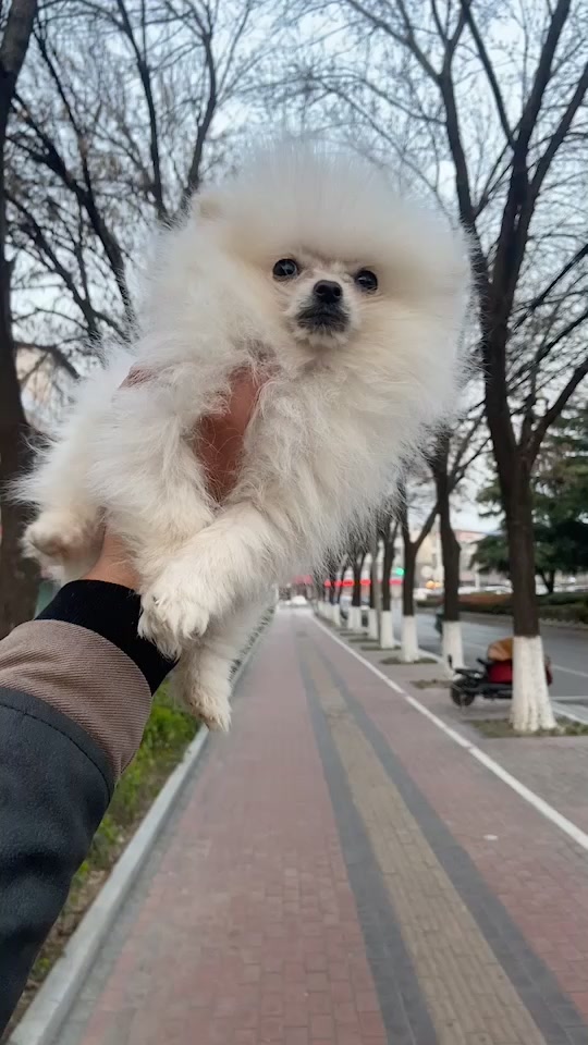 茶杯犬博美最大能长到多少斤