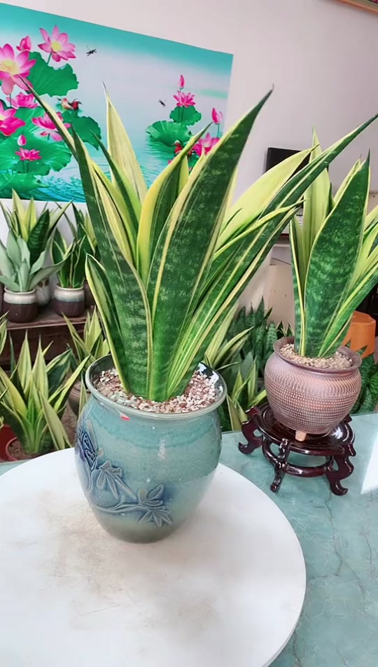 黄金虎皮兰盆栽