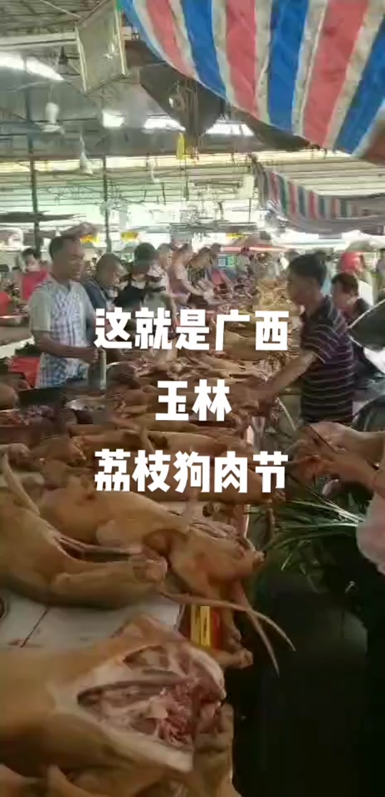 2024年玉林狗肉节会取消吗 - 抖音