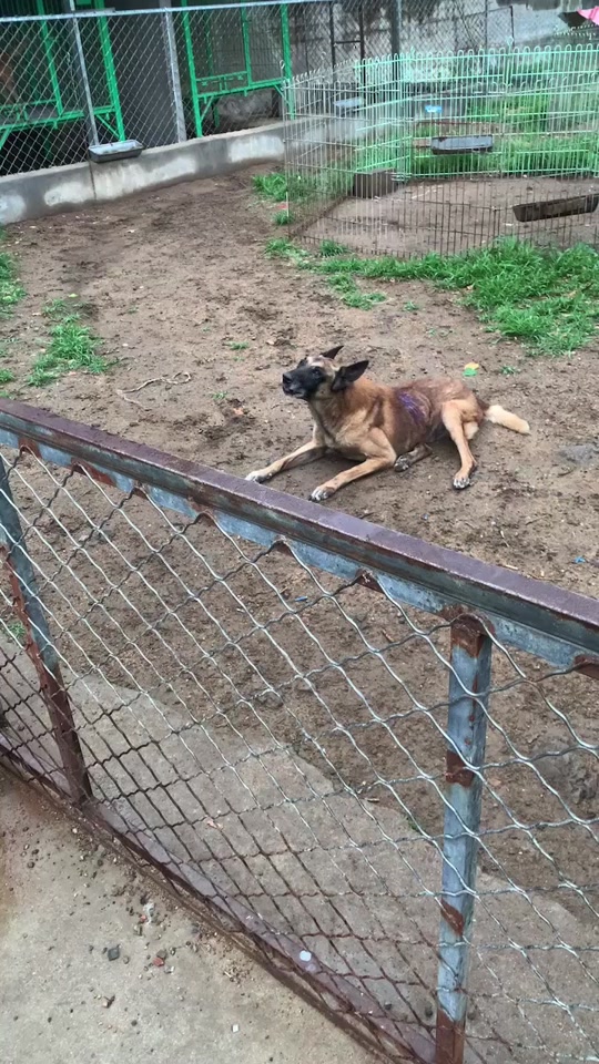 托尼马犬父亲是谁 - 抖音