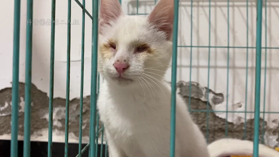 蠢喵二人组为什么没更新