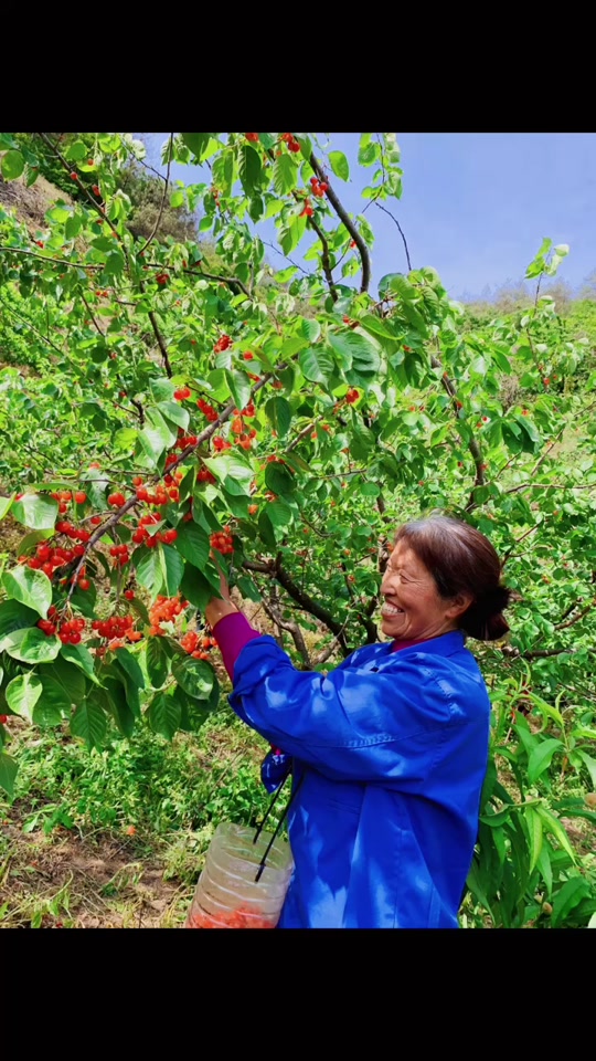 5月11十堰还有樱桃吗? - 抖音