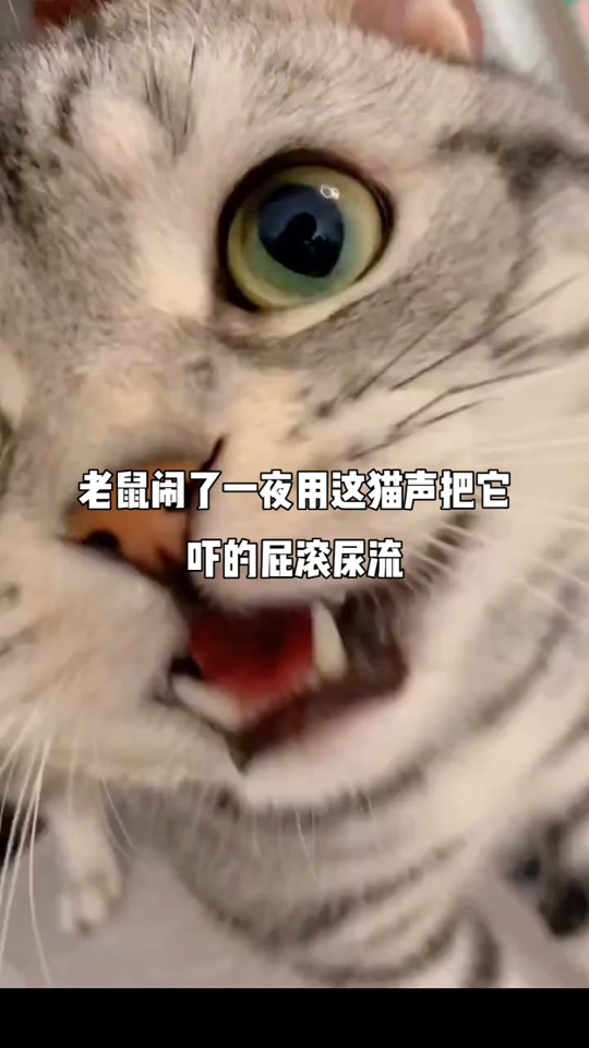 猫叫的声音_猫叫的声音吓唬老鼠的声音_猫叫的声音驱鼠 - 抖音