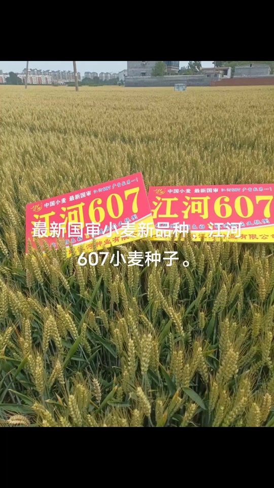 60公分矮杆特大穗小麦新品种 - 抖音