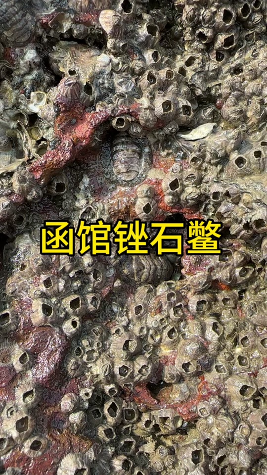 石鳖为什么不能吃_海石鳖多少钱一斤_七星鲍鱼是不是石鳖 - 抖音