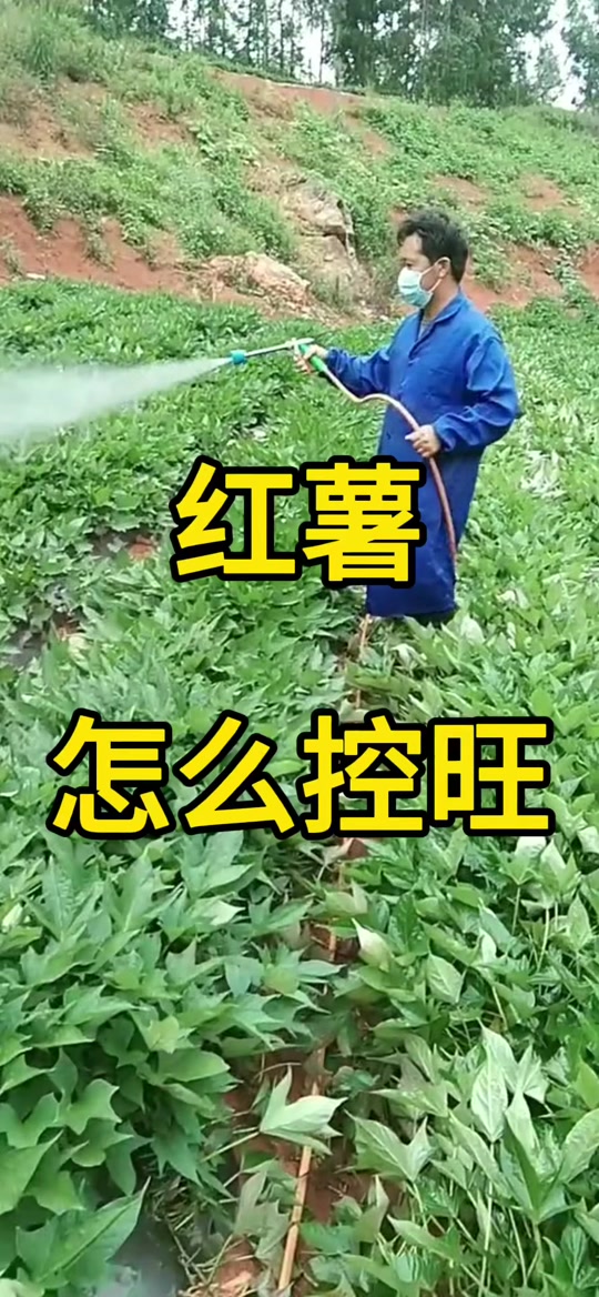 烯效唑红薯上控旺的正确使用方法 - 抖音
