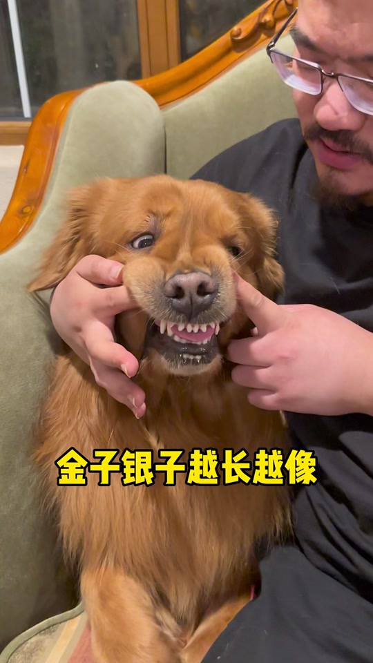 银子和王子是什么品种的狗 - 抖音