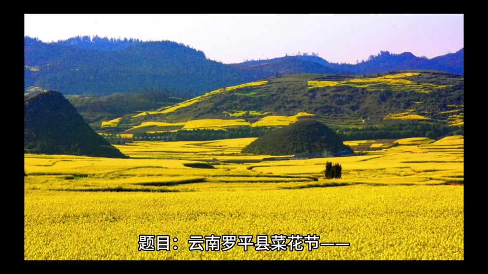 今年罗平菜花节第几届 - 抖音