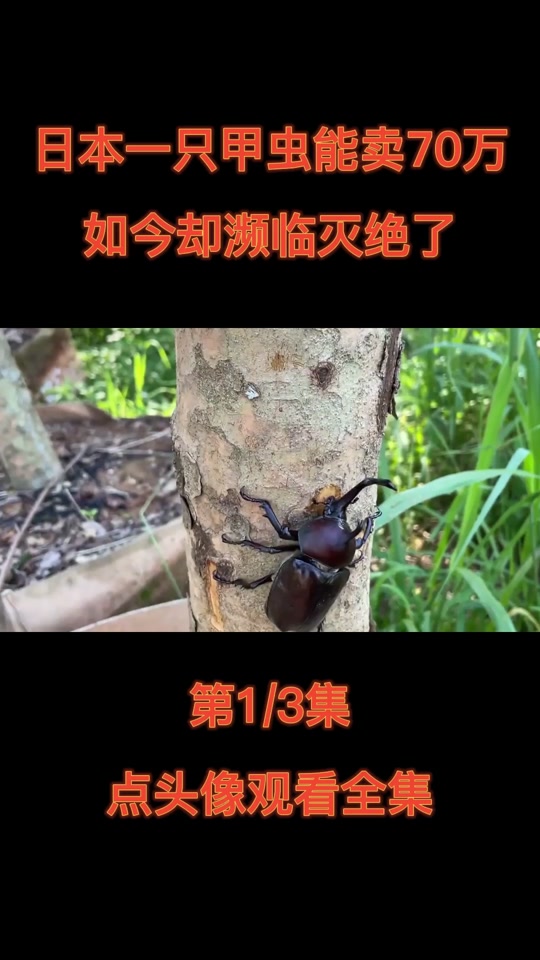 价值35万的独角仙_一只30万的独角仙长啥样_独角仙50万 - 抖音