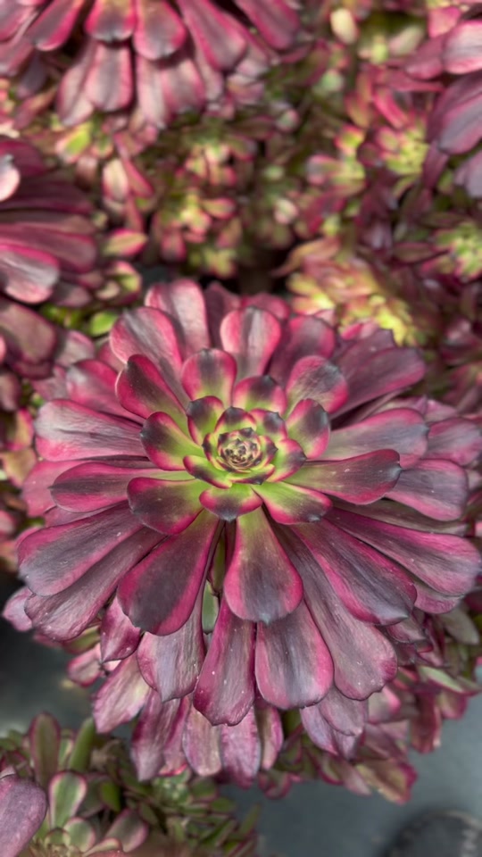 美姬法师状态图