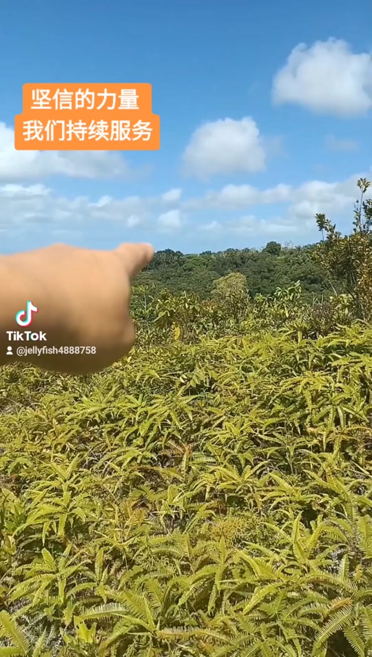 虎牙中的新春龙虎表情包是什么 - 抖音