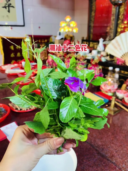十二色花水是什么意思_潮汕12色花水图片_潮汕的十二色花水禁忌 - 抖