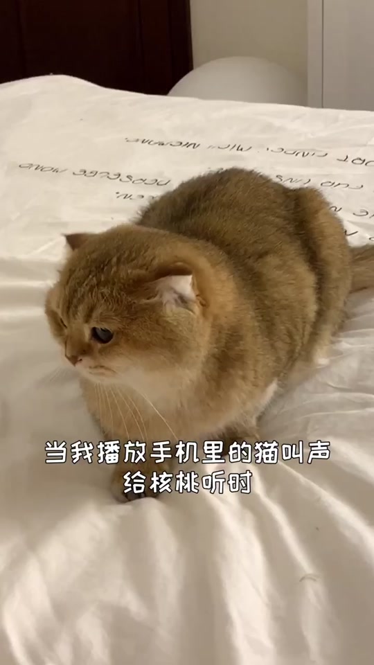 猫叫的声音_猫叫的声音吓唬老鼠的声音_猫叫的声音驱鼠 - 抖音