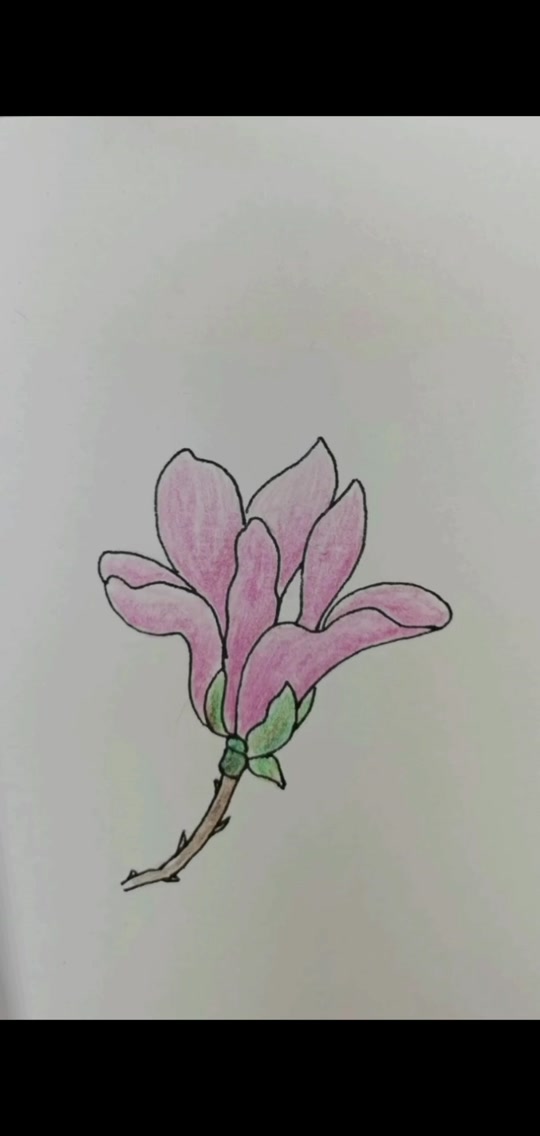 白玉兰花简笔画