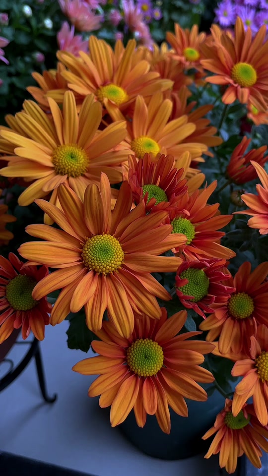 菊美人孩子_到底哪种才是美人菊