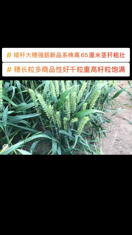 60公分矮杆特大穗小麦新品种 - 抖音