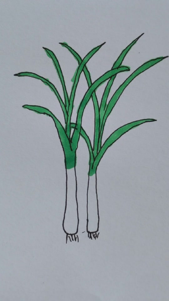 仁菜简笔画