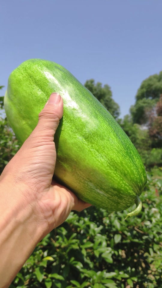 抚州万象的瓜_抚州本地瓜_抚州烧瓜是什么瓜 - 抖音