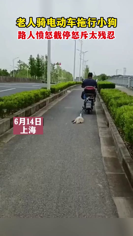 汽车拖行狗狗