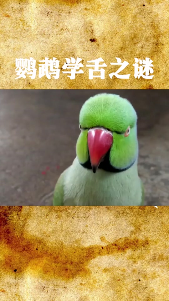 鹦鹉学舌指人什么意思