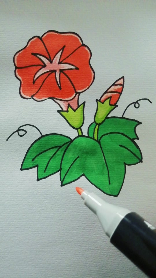 喇叭花藤简笔画