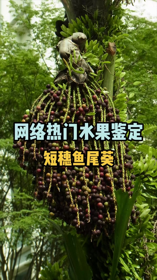 短穗鱼尾葵_短穗鱼尾葵果实能吃吗_短穗鱼尾葵功效与作用 - 抖音