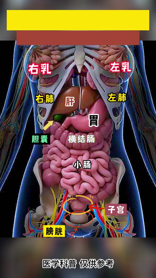 横结肠疼痛位置图