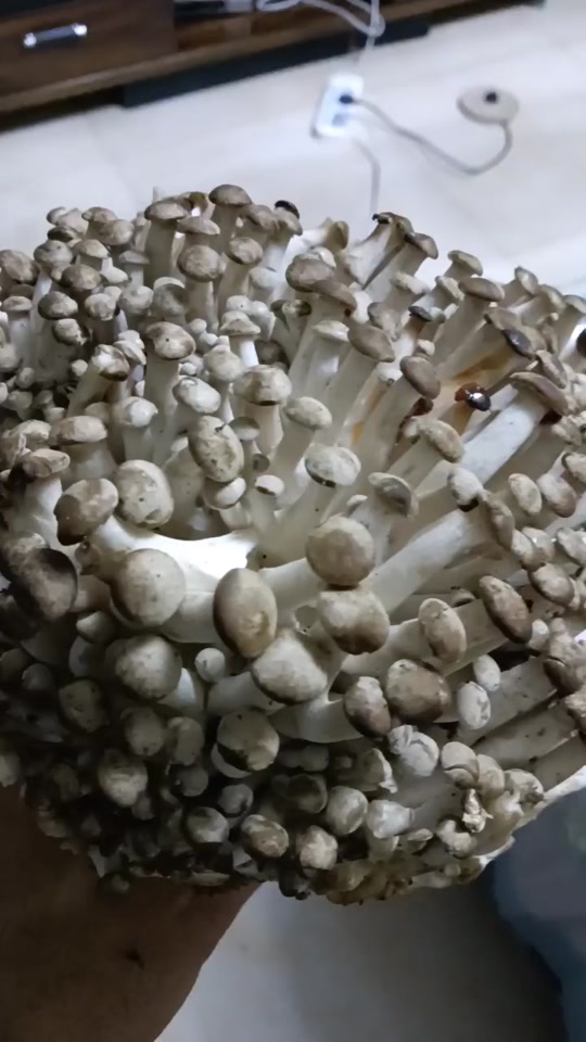一窝羊野生菌
