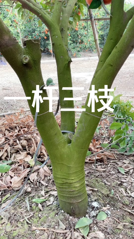 吴老三修剪柑橘一杆三枝_柑橘修剪一杆三枝的运用_柑橘一杆三枝怎么剪