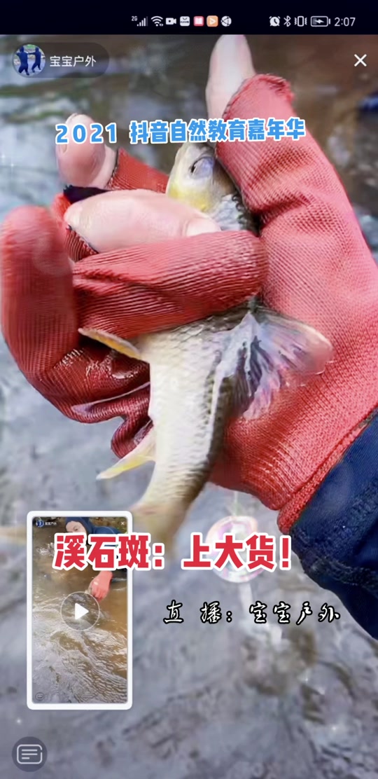 波纹唇鱼在日本受保护吗_波纹唇鱼保护级别_光唇鱼是保护鱼类吗 - 抖