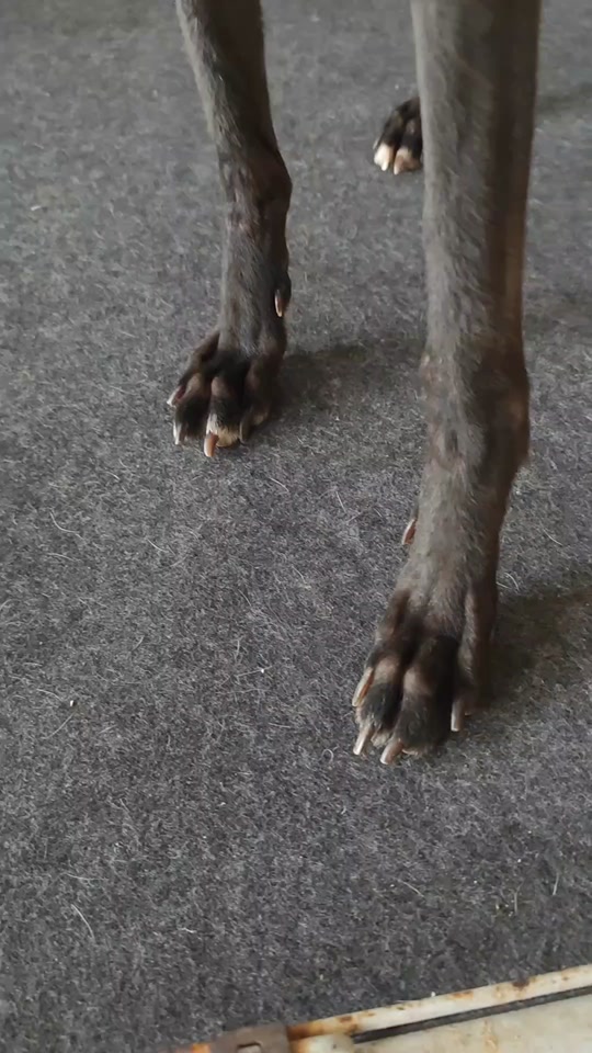 狗狗散爪是怎么回事