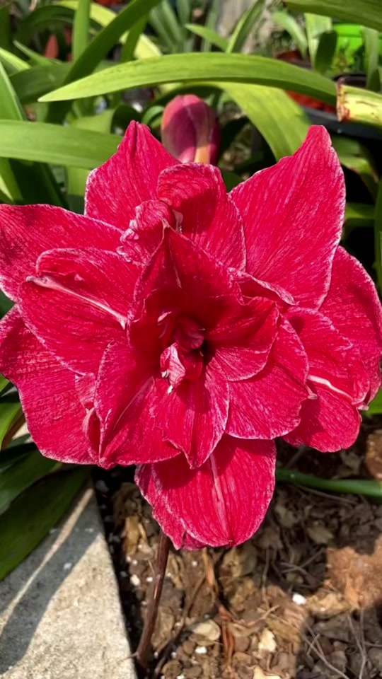 朱顶红贵妇和汤姆区别 - 抖音