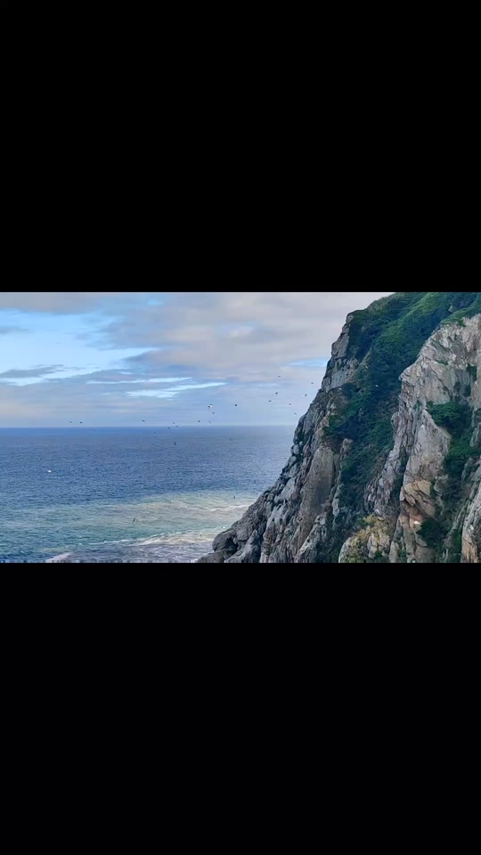 抖音海鸟歌=海鸟歌词是什么意思
