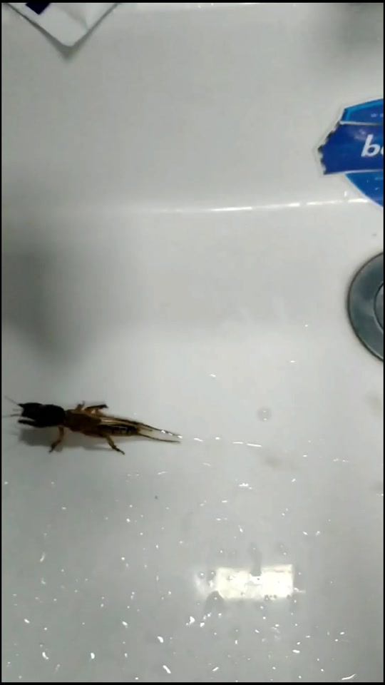 夜抓蝼蛄叫声mp3