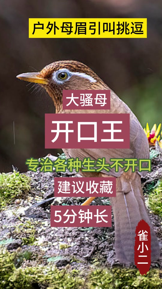 原毛母画眉催公叫最快的方法 - 抖音