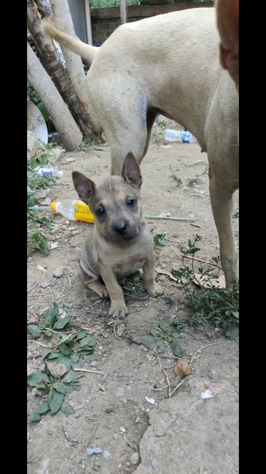 湖北箭毛猎犬_湖北箭毛猎犬哪里有卖最新_湖北箭毛猎犬优缺点 - 抖音