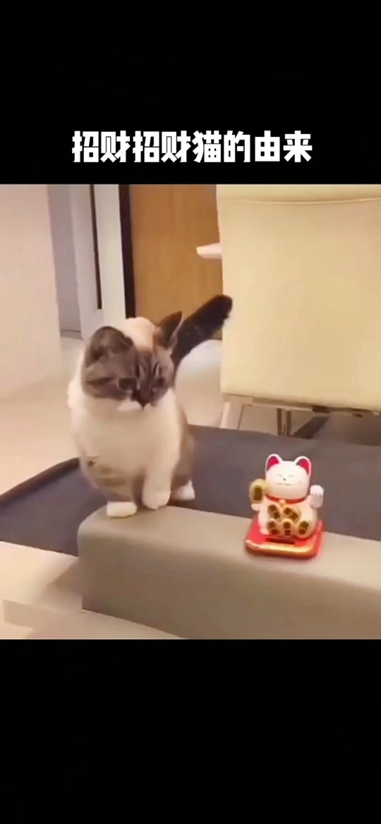 招财大牛猫如何发家 - 抖音