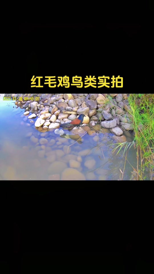 红毛鸡求偶叫声mp3_一年捉红毛鸡绝杀叫声_捉红毛鸡放音技巧 - 抖音