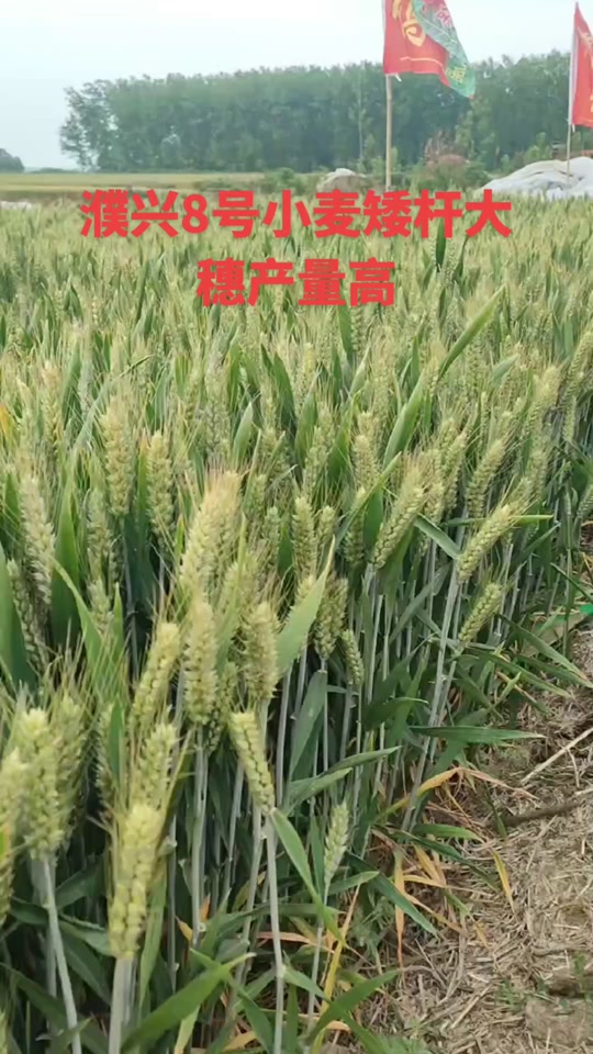 60公分矮杆特大穗小麦新品种 - 抖音