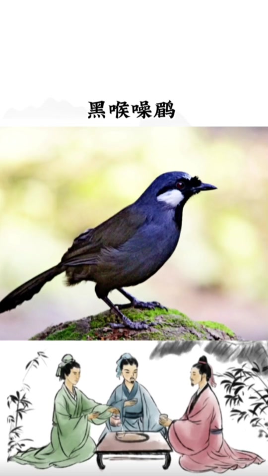母珊瑚鸟引公珊瑚鸟叫声_母珊瑚鸟媒鸟叫声_母珊瑚鸟引公鸟叫声大全