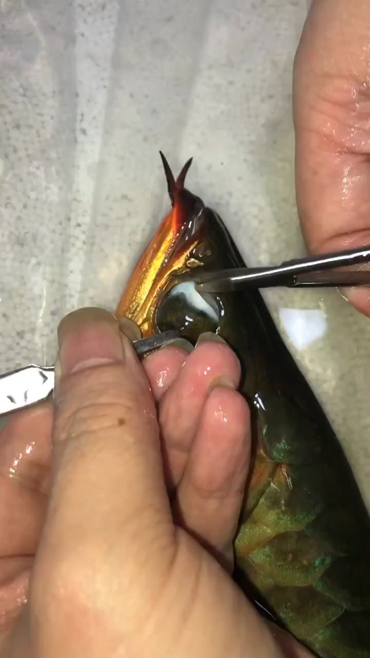 红龙鱼掉眼手术全过程_红龙鱼掉眼手术全过程图解_红龙鱼掉眼了还能
