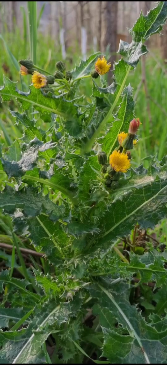 奶浆草的作用与功效