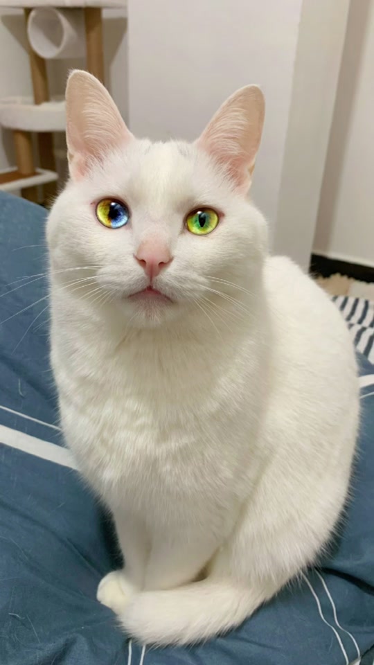 宇宙小毛球 - 抖音